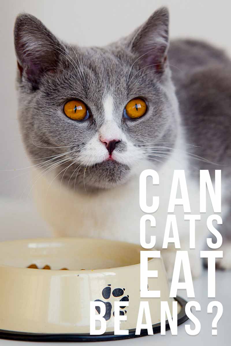 Can Cats Eat Beans? - Cat food and feeding information. 