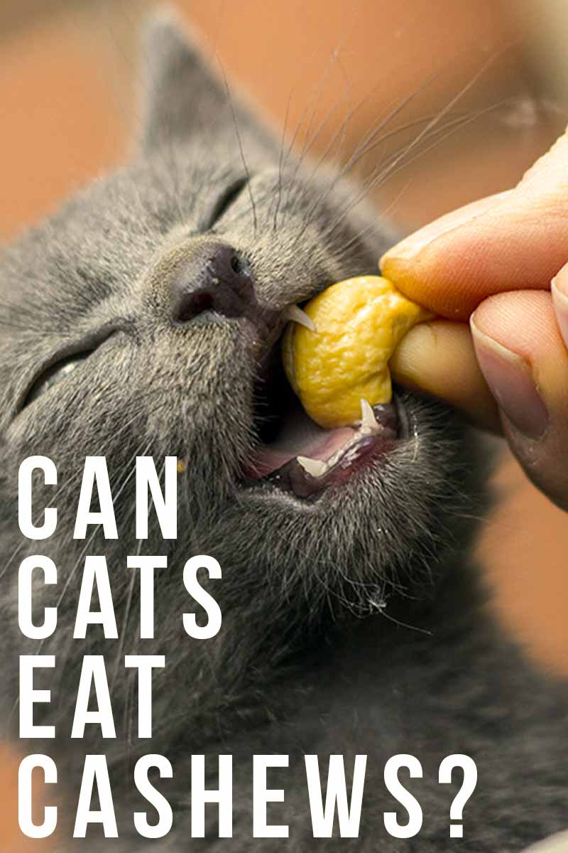Can cats eat Cashews ? - Cat food & feeding advice from The Happy Cat Site. 