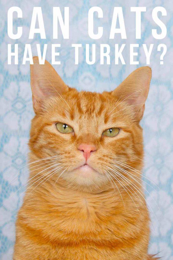 Can Cats Have Turkey? A Definitive Answer from the Happy Cat Site!