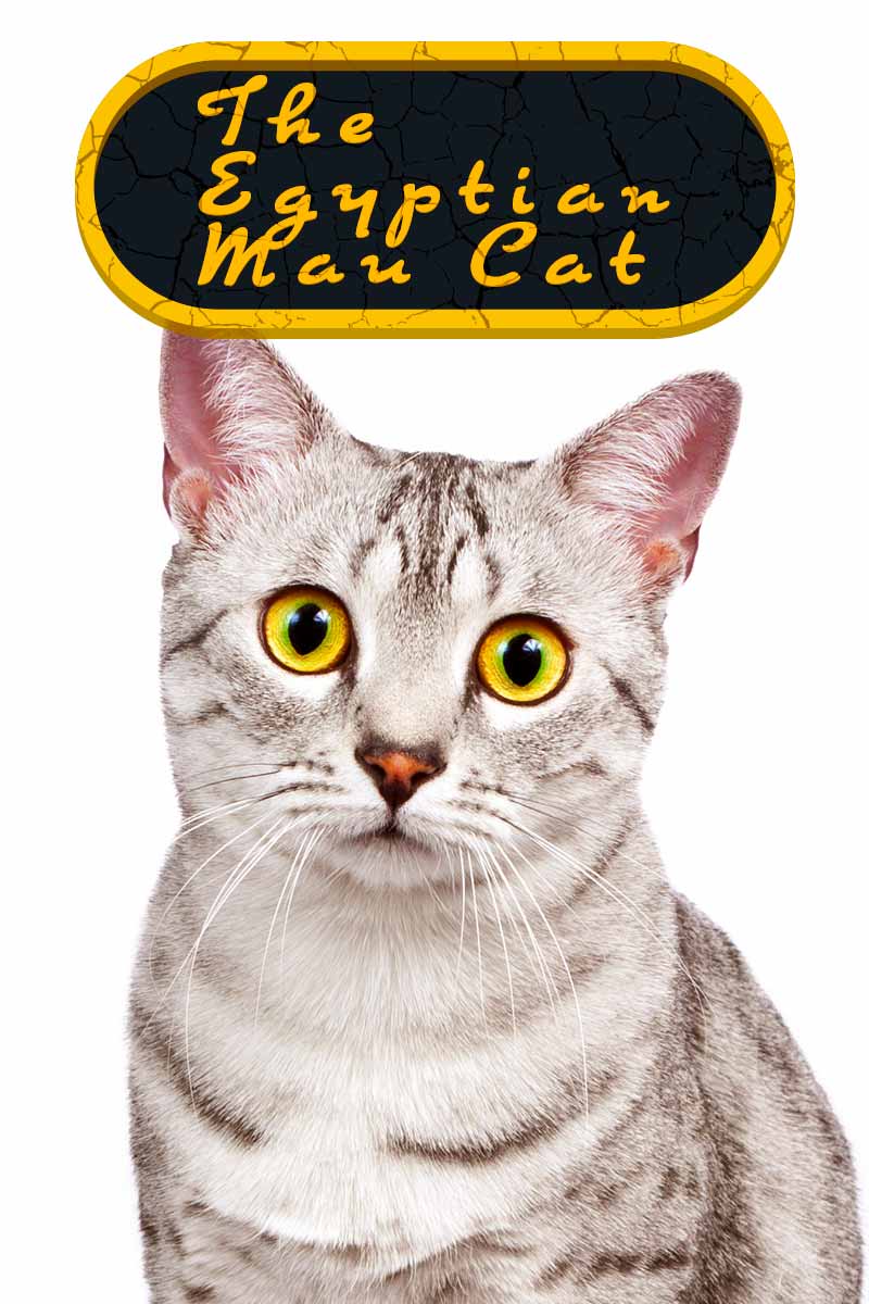 The Egyptian Mau Cat - Cat breed reviews from TheHappyCatSite.com