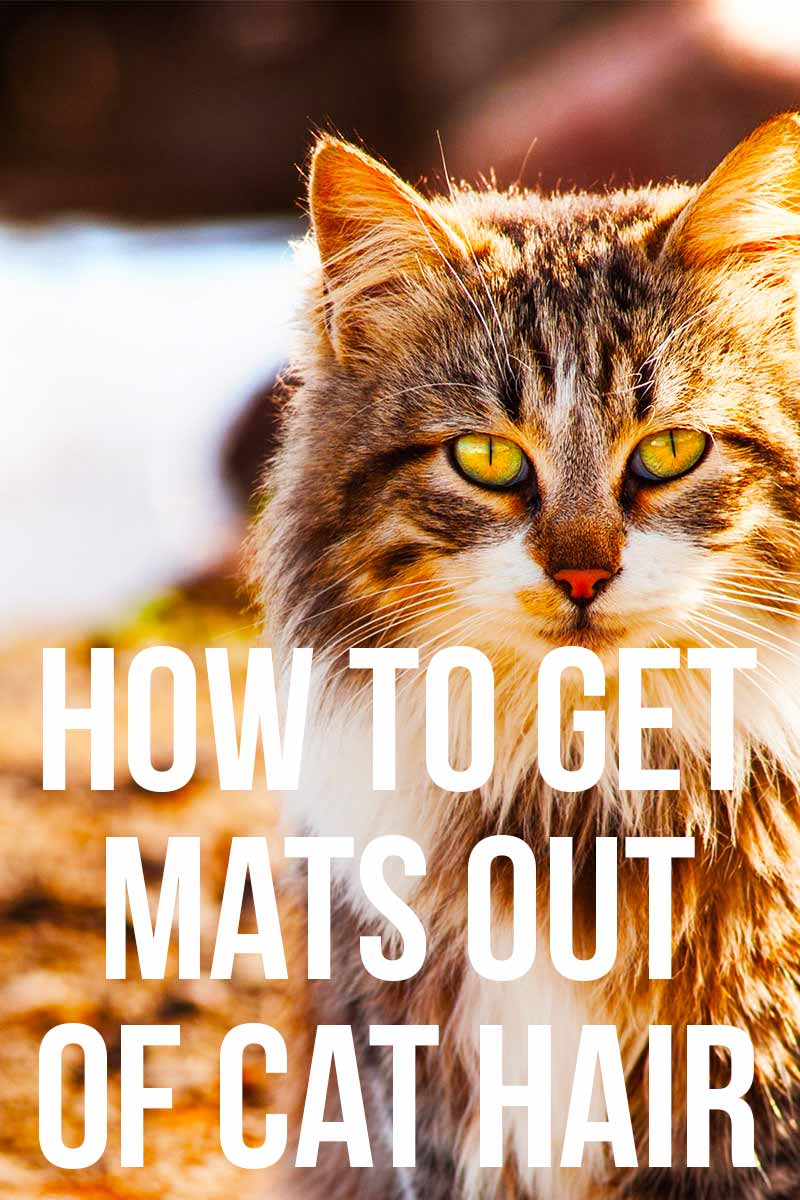 How to Painlessly Get Mats Out of Cat Fur