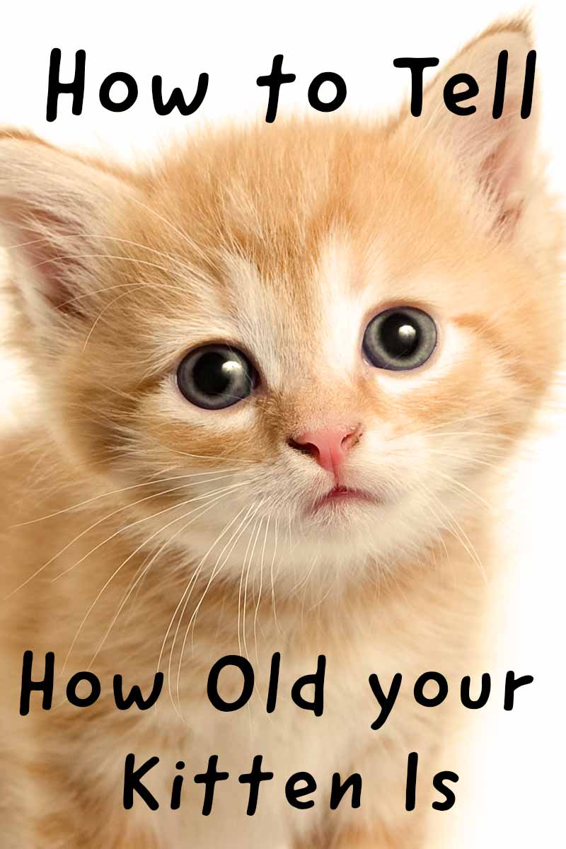 How to tell how old your kitten is - Cat Health and Care advice from The Happy Cat Site.