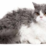 Selkirk Rex Cat Breed Information Center - A Complete Guide