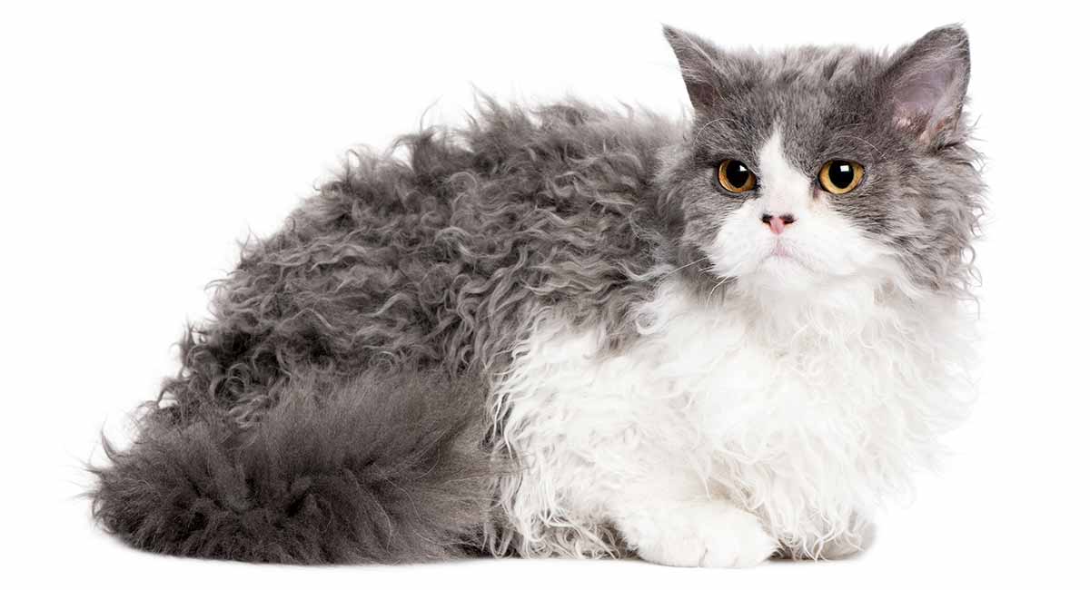 Selkirk Rex Cat Breed Information Center A Complete Guide