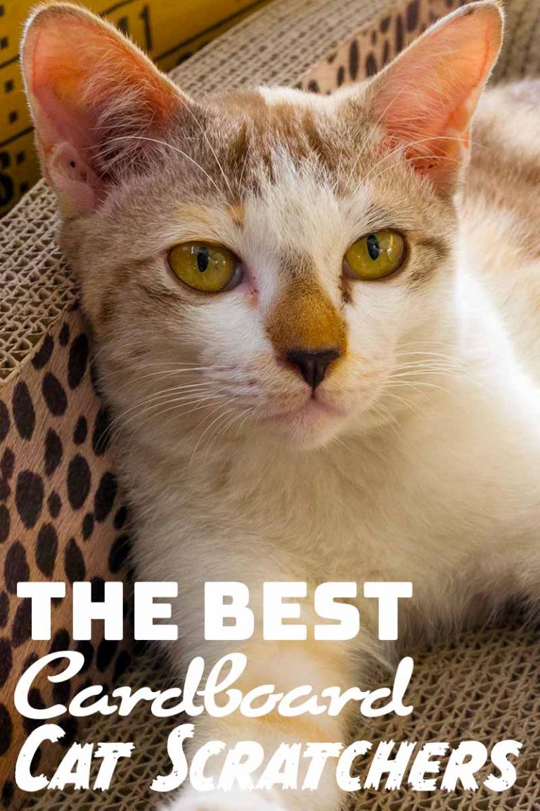 Cardboard Cat Scratcher The Best And The Toughest We Could Find!