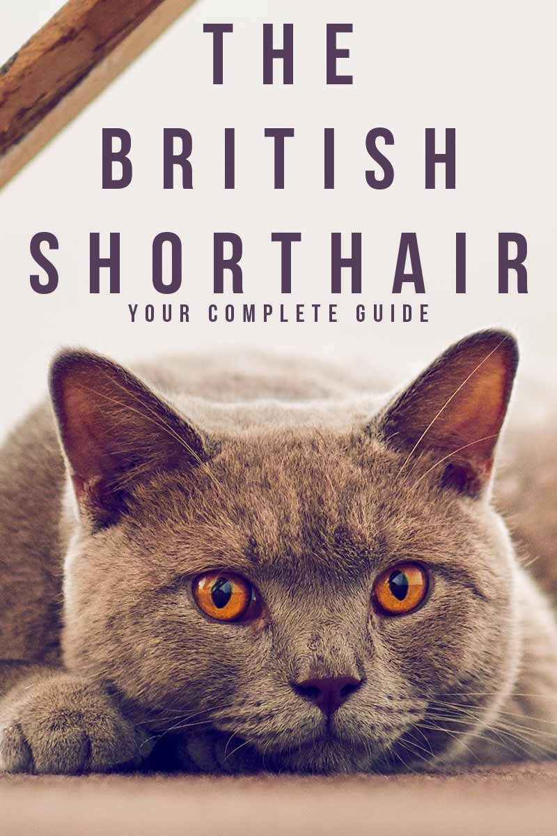 British Shorthair Growth Chart