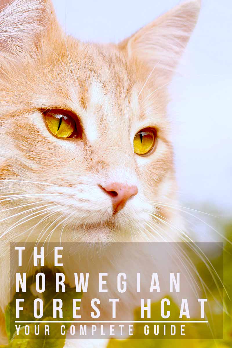 The Norwegian Forest Cat your complete guide - Cat breed reviews from TheHappyCatSite.com