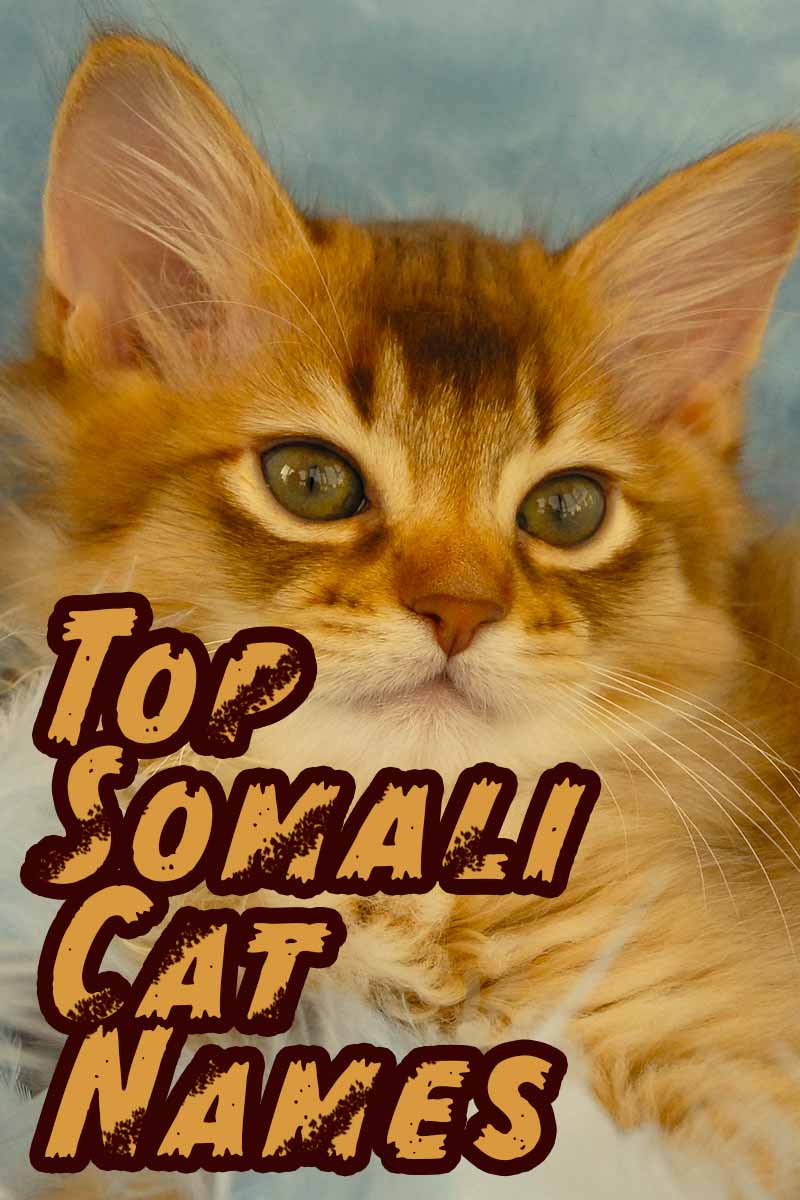Top Somali Cat Names - Naming your cat