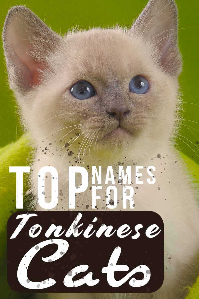 Top names for Tonkinese cats - Naming your cat. 