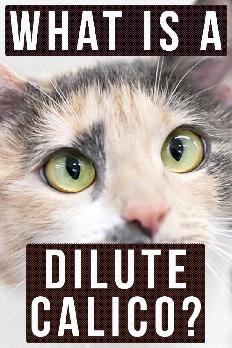 Dilute Calico A Pale Version of the Calico