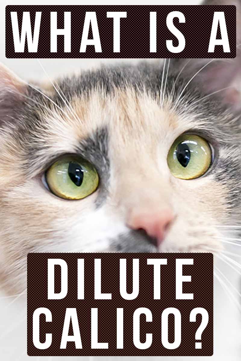 What Is a Dilute Calico? - Cat breed review.