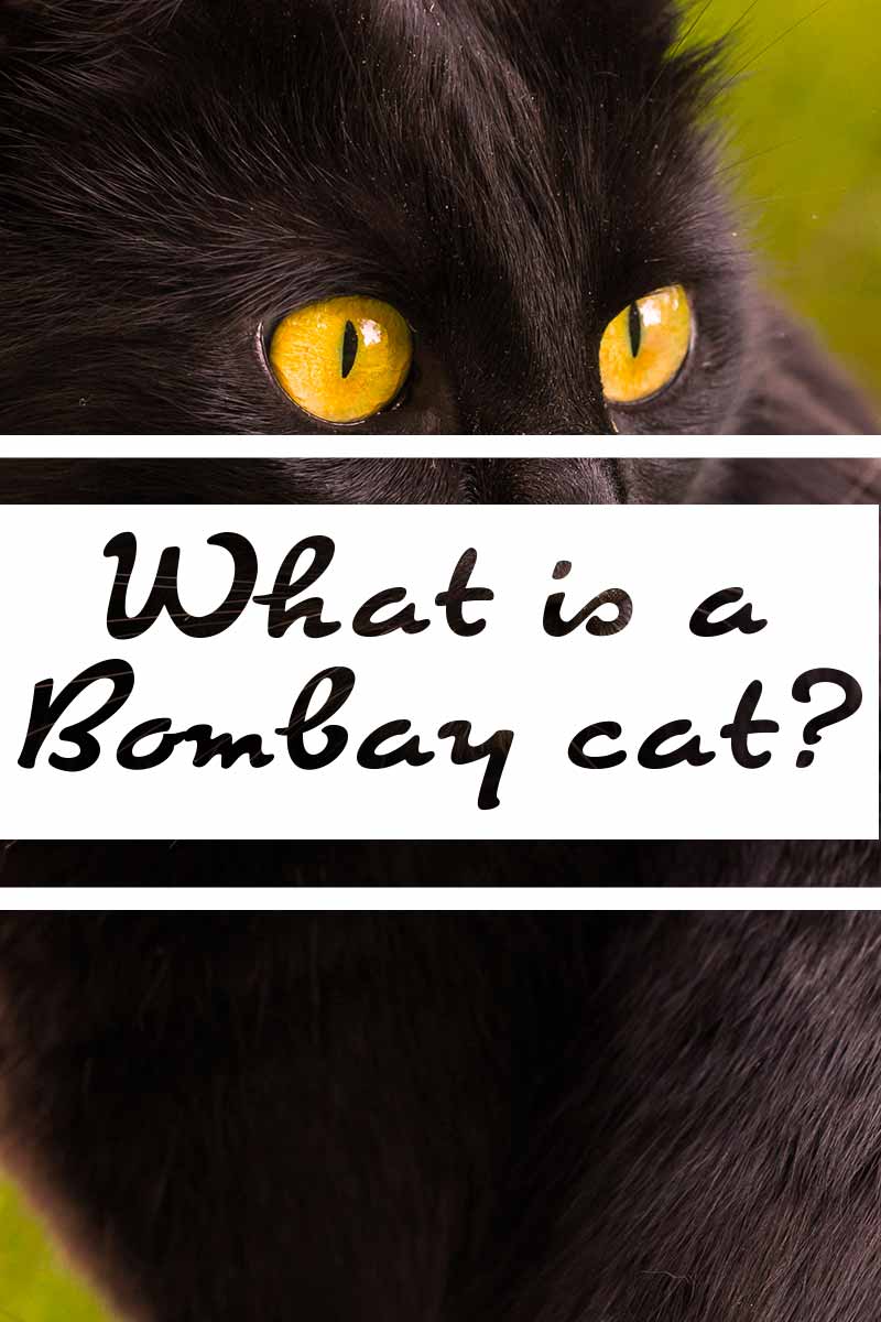 What is a Bombay cat? - Cat breed review. 