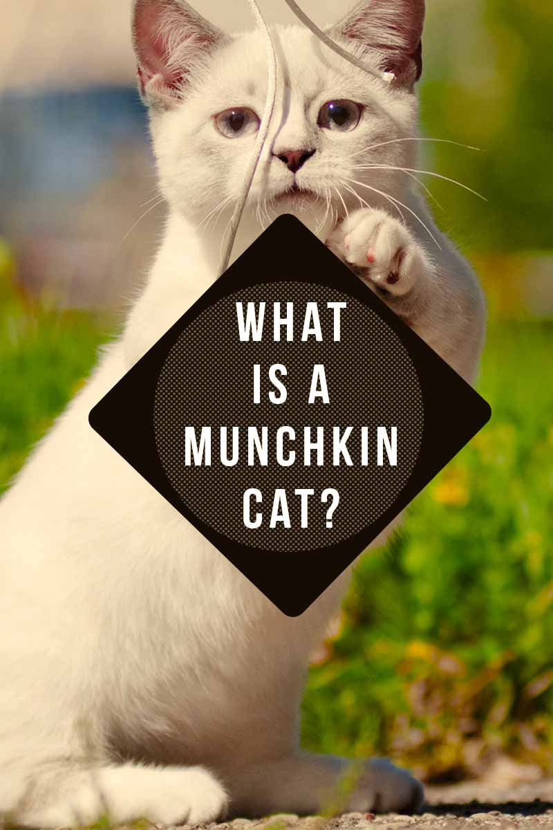 What is a Munchkin Cat? - Cat breed review.