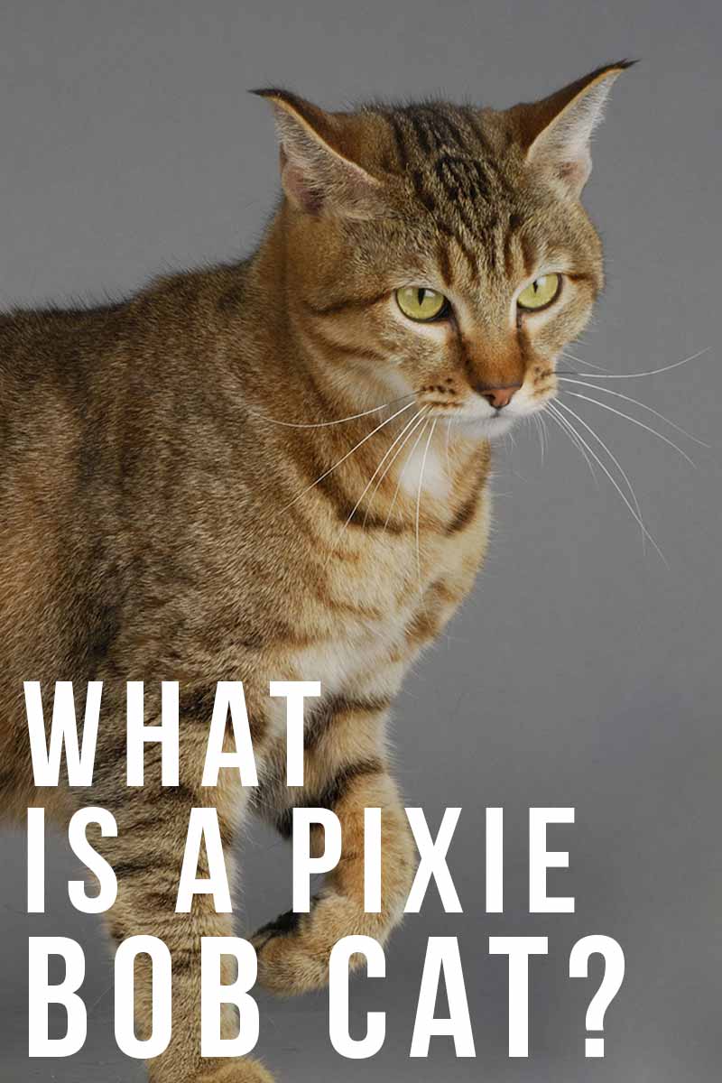 What is a Pixie Bob Cat? - Cat breed review.