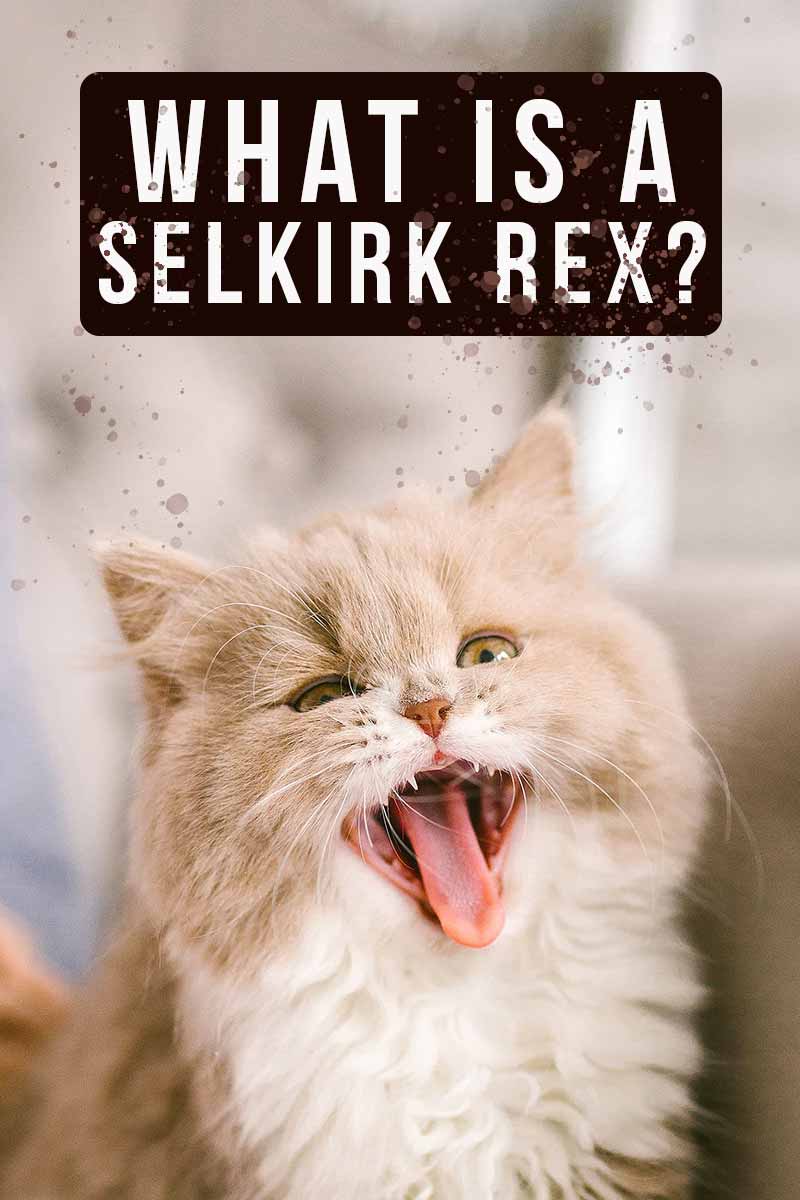 What is a Selkirk Rex? - Cat breed review.