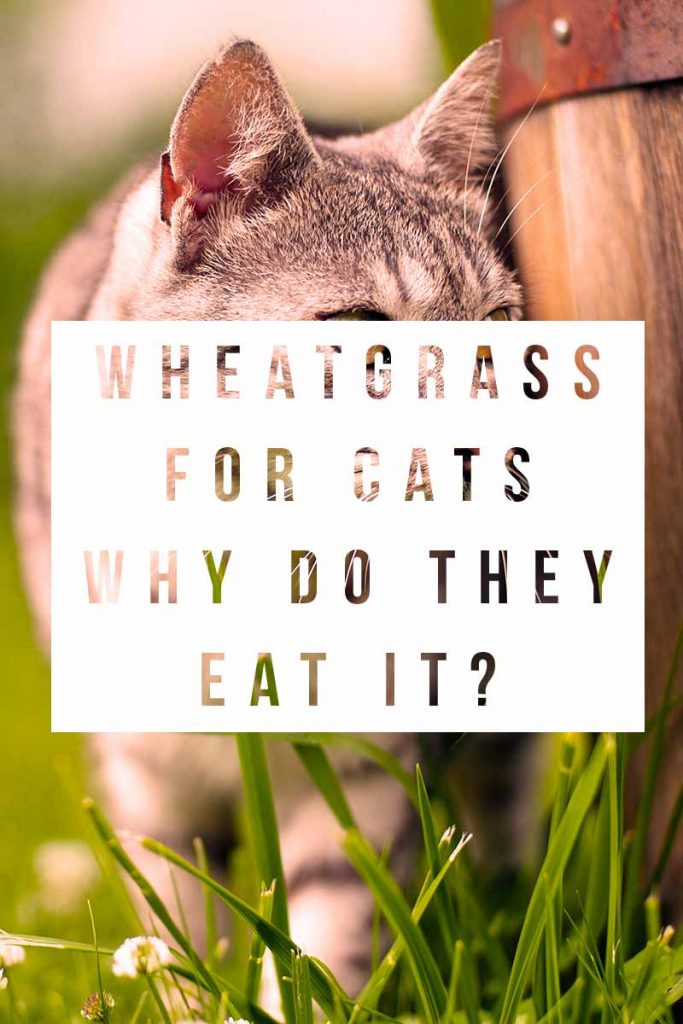 Wheatgrass For Cats Why Do They Eat It?