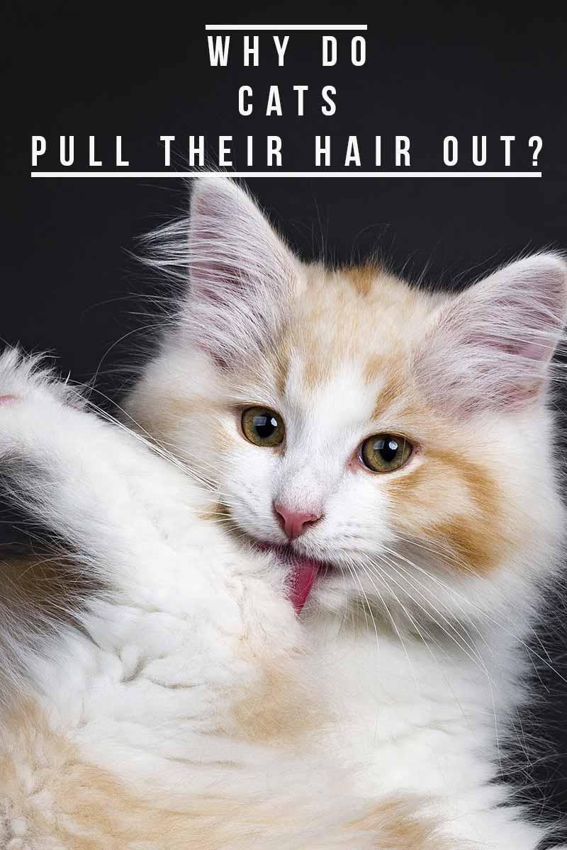 Why Do Cats Pull Their Hair Out? - Cat health & care information from TheHappyCatSite.com