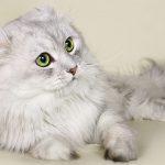 american curl cat