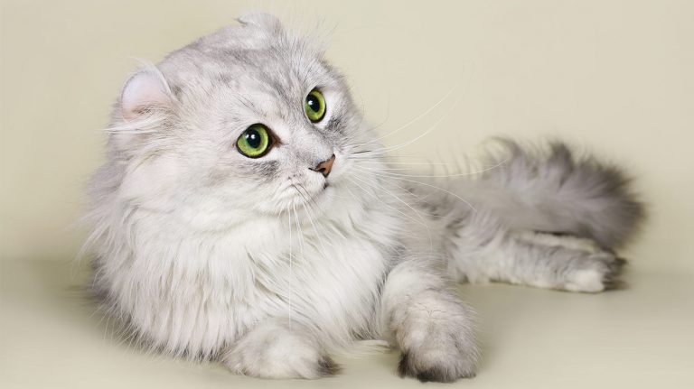american curl cat