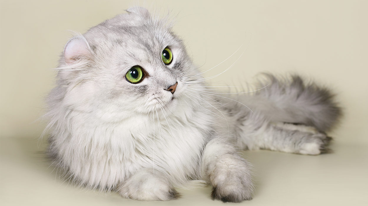 American Curl Cat An In Depth Introduction From The Happy Cat Site