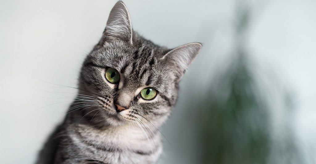 Cat Breeds - The Happy Cat Site