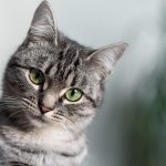 american shorthair