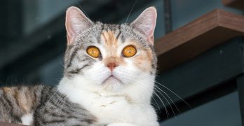 american wirehair cat