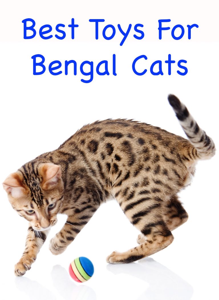 Bengal Cat Toys Our Favorite And Most Interactive Choices