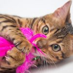 bengal cat toys