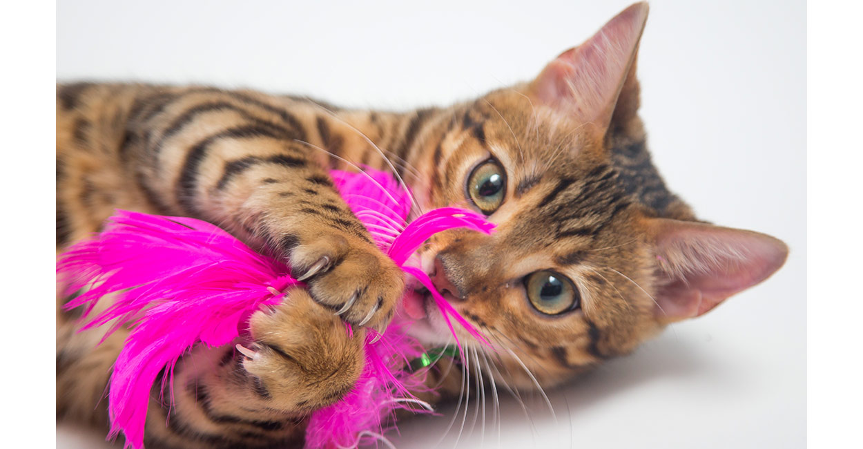 best toys for bengal cats