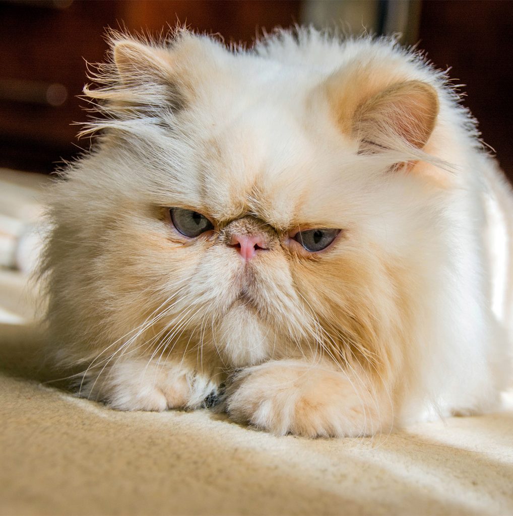 Best Brush For Persian Cats Plus Top Grooming Tools and Products