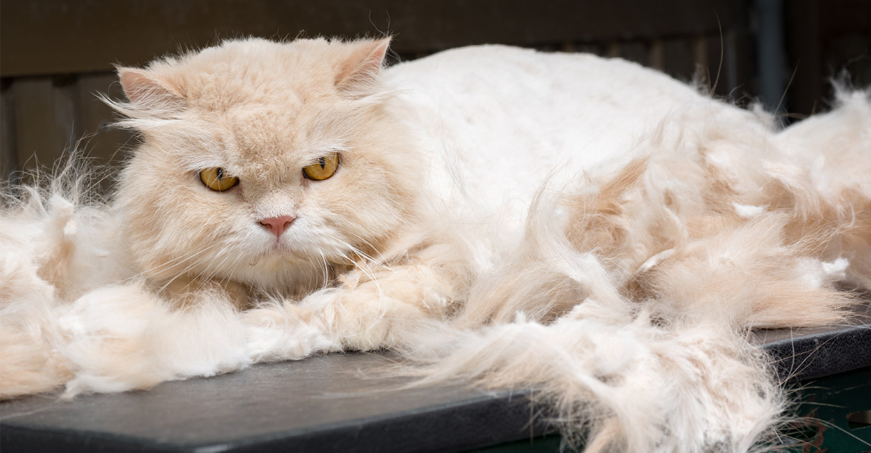 persian cat no hair