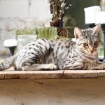 best food for savannah cats