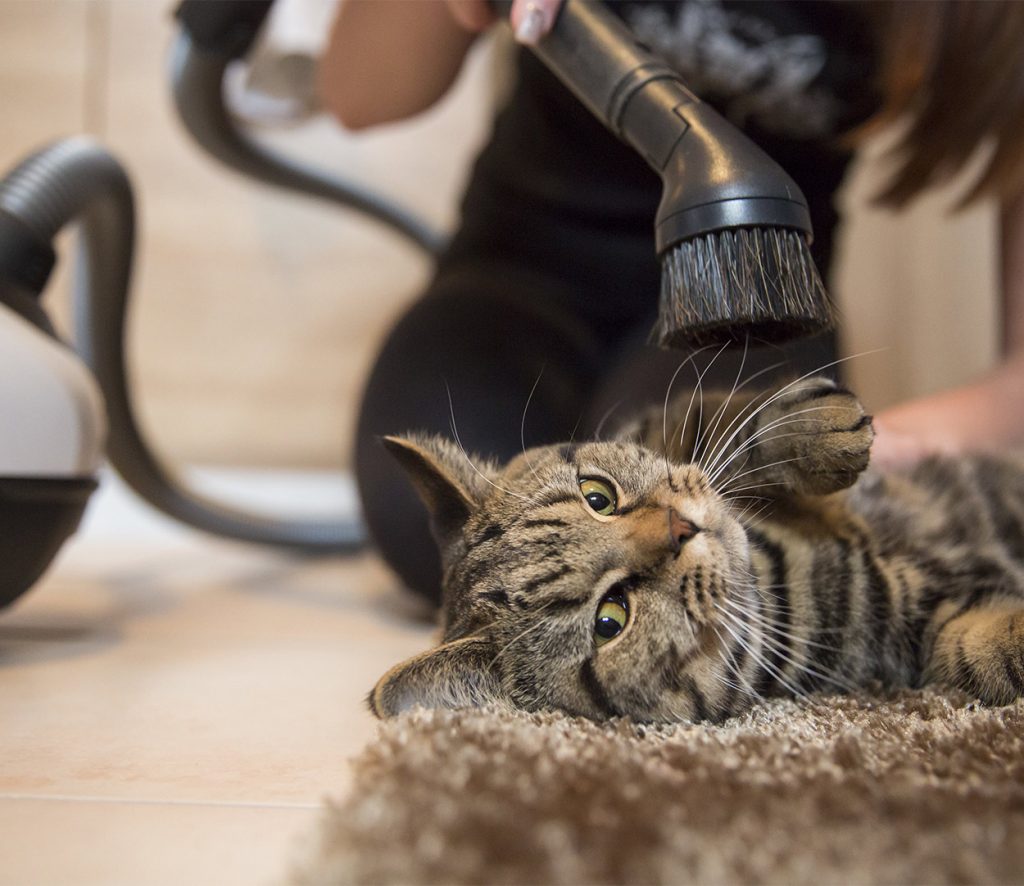 Best Vacuum For Cat Hair 15 Specialist Super Tools