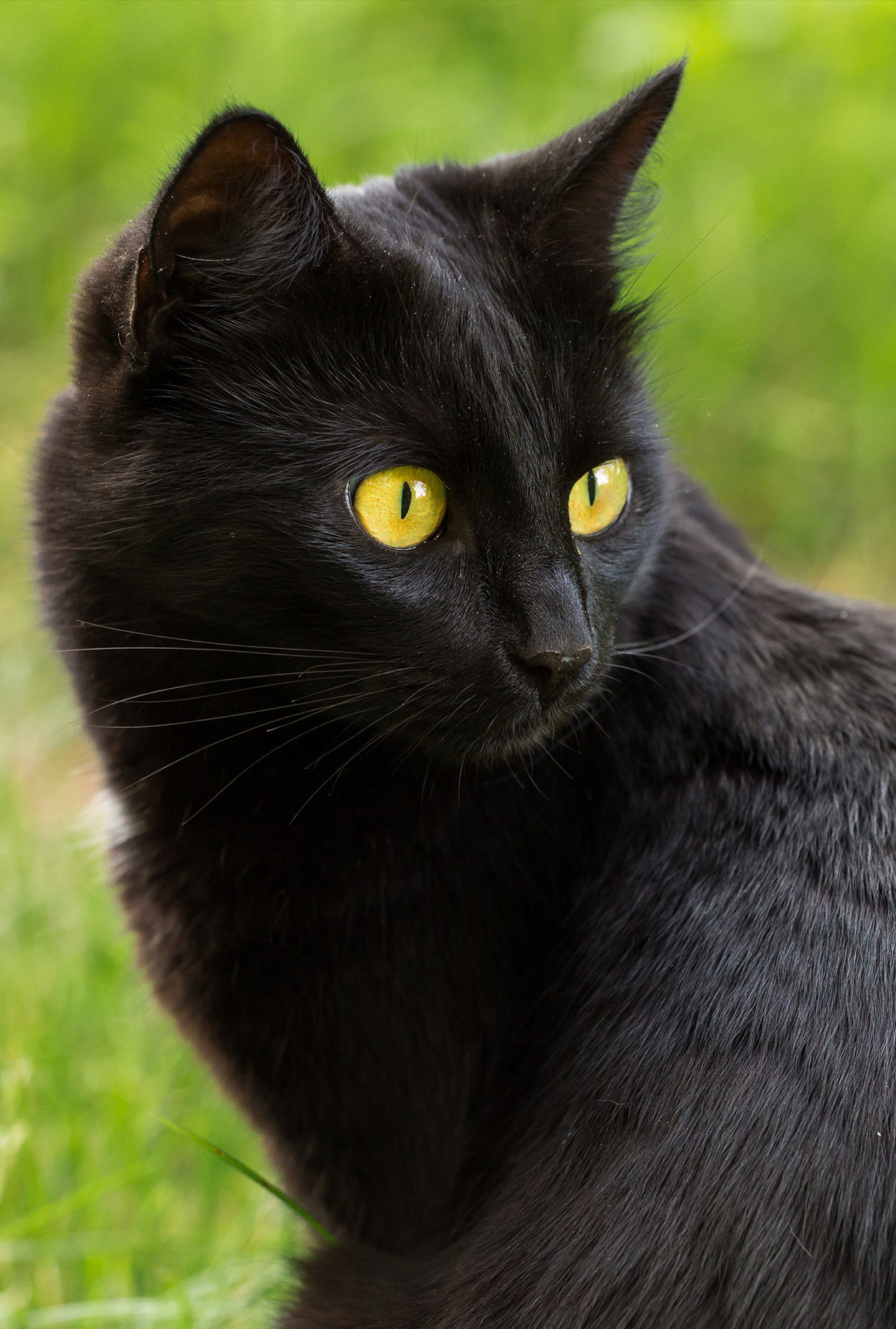  Bombay Cat  The Tiny Jungle Panther That Loves Cuddles