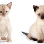 burmese vs siamese