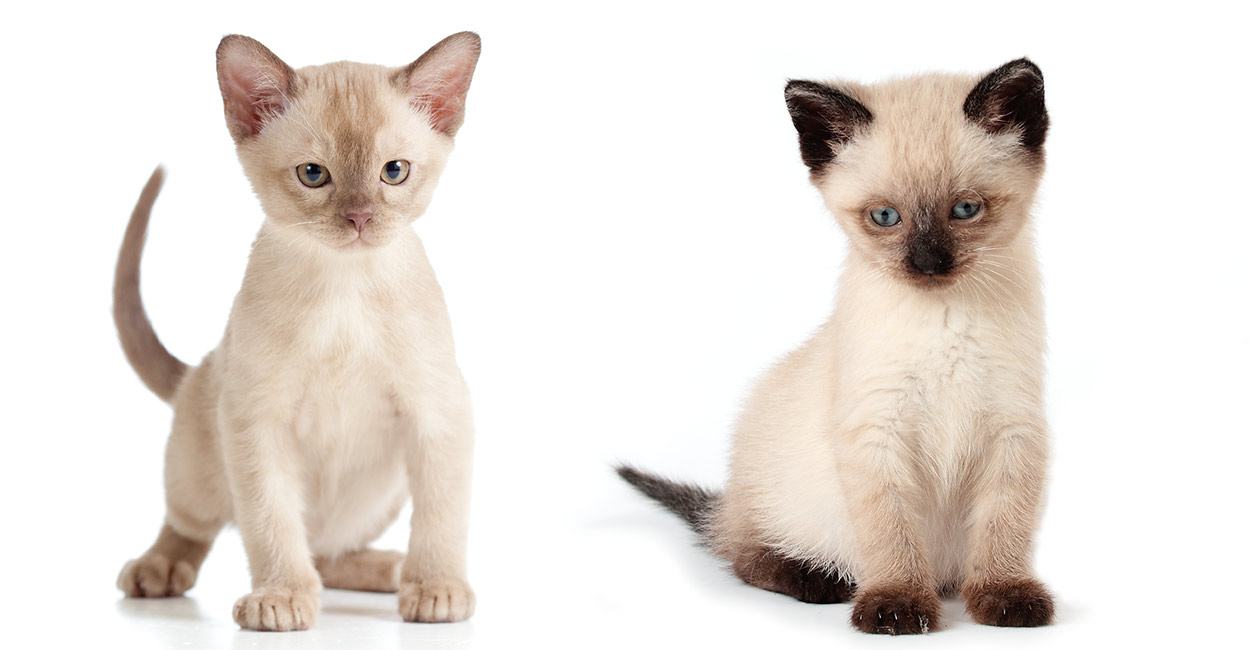 Burmese vs Siamese - The Happy Cat Site 