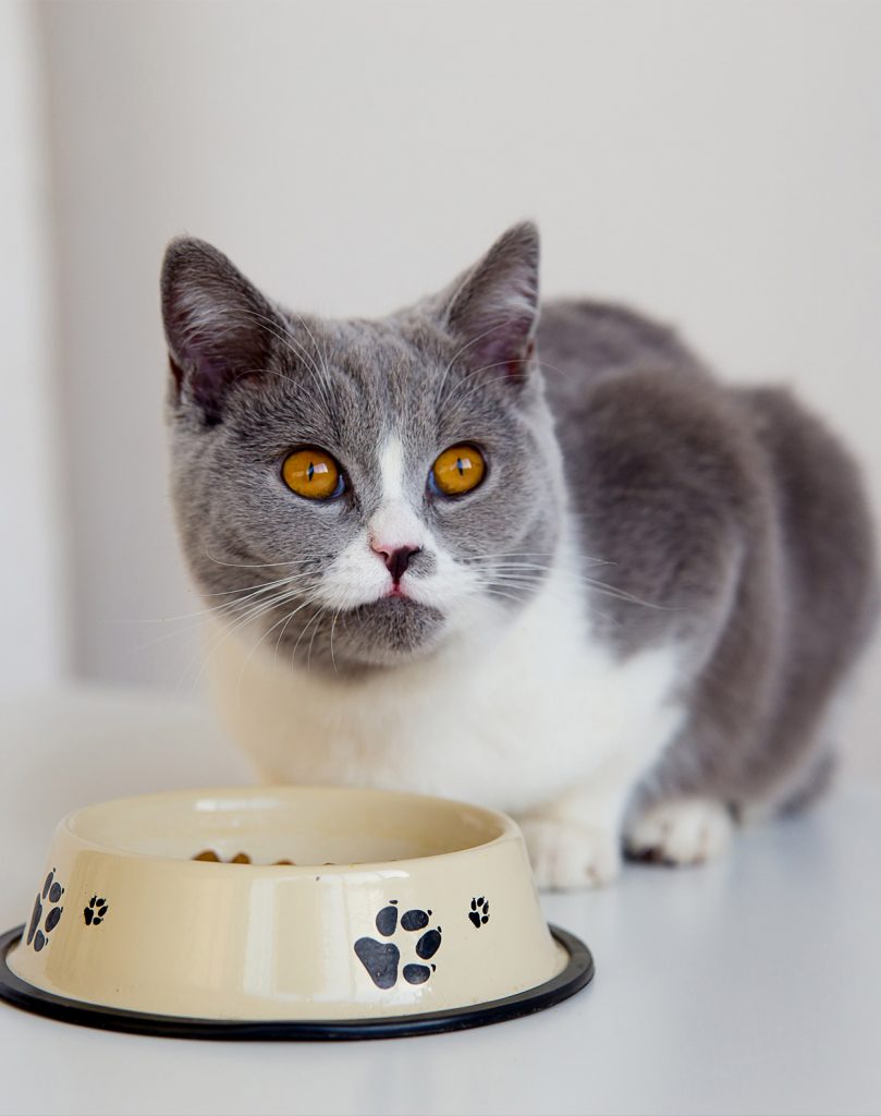 Can Cats Eat Beans? Your Questions Answered by The Happy Cat Site