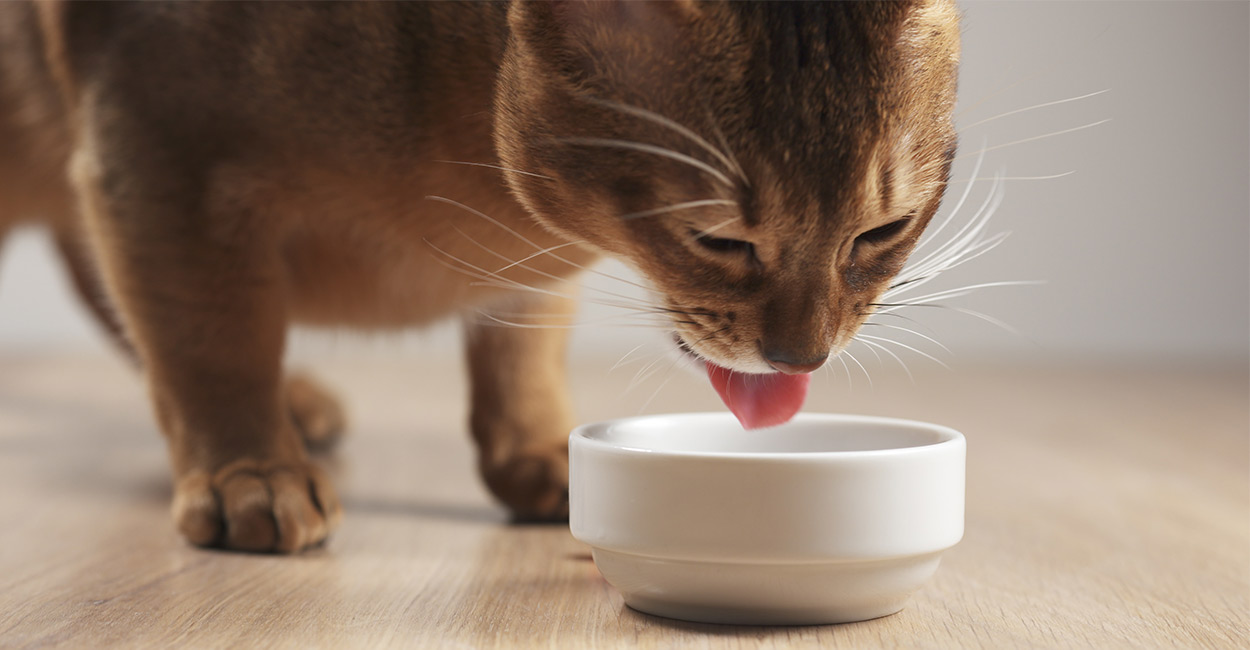 Is Food Coloring Safe For Cats To Eat - CatWalls