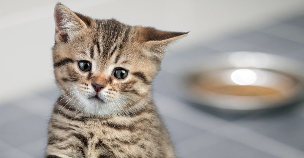 Can Cats Have Turkey? A Definitive Answer from the Happy Cat Site!