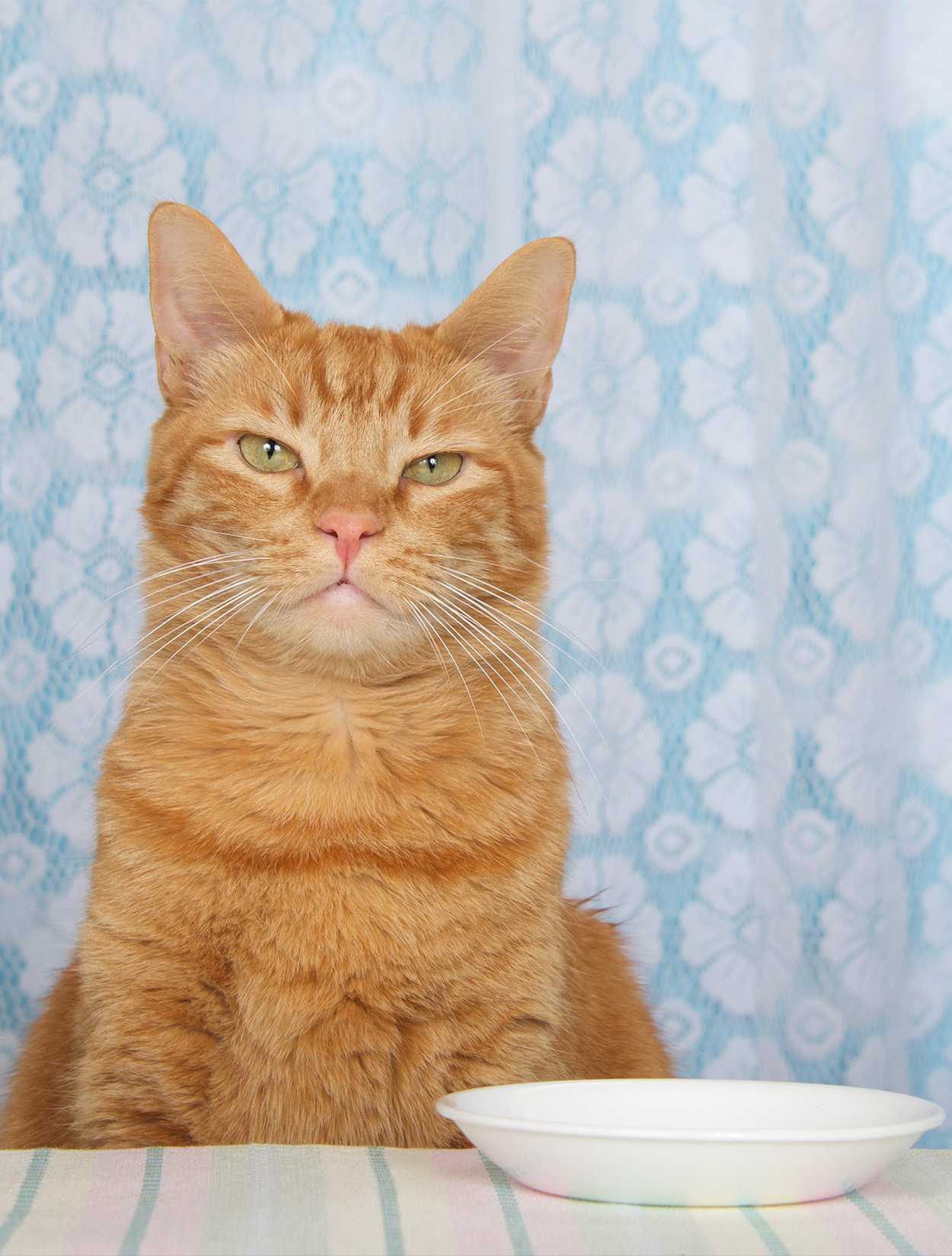15 Human Foods That Are Safe For Cats Bechewy