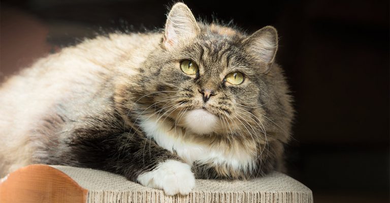 cardboard cat scratcher