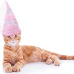 cat costumes for cats