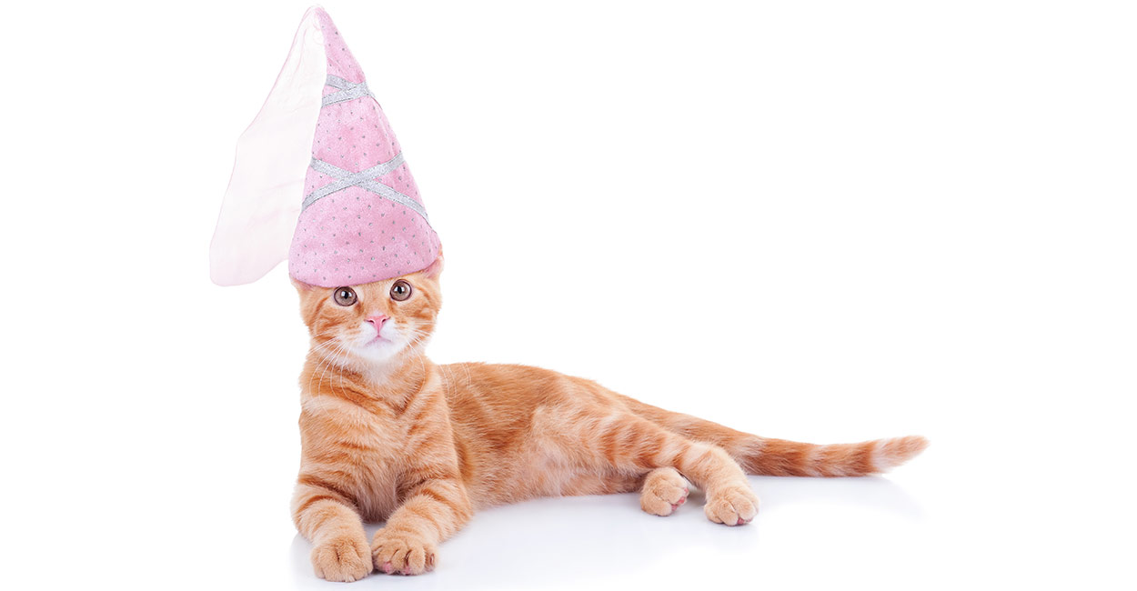 Cat Costumes For Cats  Which Are The Best, And Are They A Good Idea?
