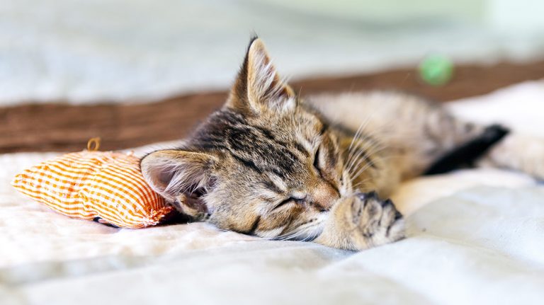 cat hair remover