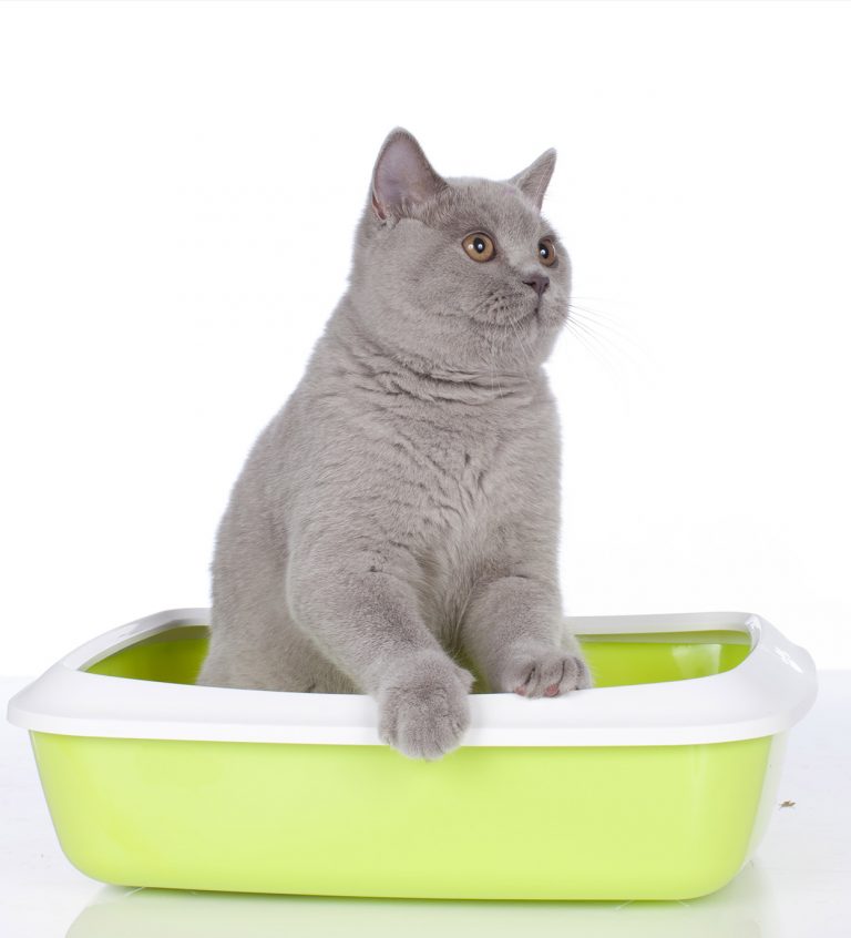 Cat Litter That Doesn't Track The Best Products and Accessories