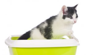 cat litter that doesn't track