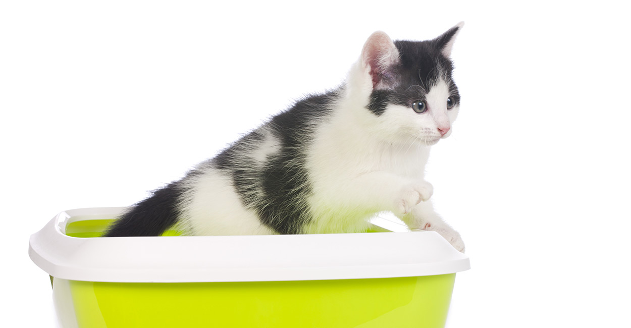 Cat Litter That Doesn T Track The Best Products And Accessories