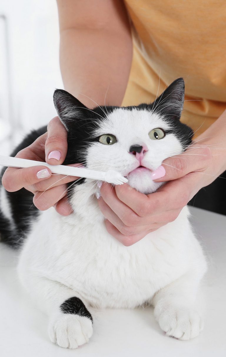 Cat Toothpaste The Benefits And The Best Examples