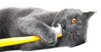 cat toothpaste